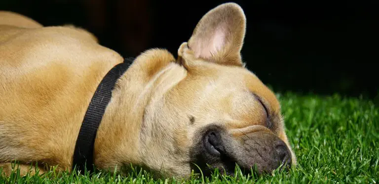 Das P2P Cafe, Linked Finance, Podcasts Basics french bulldog 4291119 1920