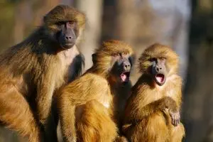 China P2P Kredite Pleitewelle Das P2P Cafe, Podcasts, Portfolio Report Erfahrungen animals 1974166 1920