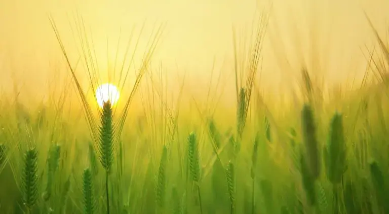 P2P Kredite Scam Deep Dive - Podcast Reihe über Schattenseiten der P2P Kredit Welt Deep Dive - Podcast Reihe über Schattenseiten der P2P Kredit Welt barley field 1684052 1920 2