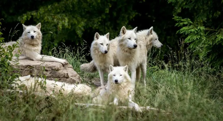 P2P Kredite Scam Deep Dive - Podcast Reihe über Schattenseiten der P2P Kredit Welt Deep Dive - Podcast Reihe über Schattenseiten der P2P Kredit Welt wolves 3785362 1920