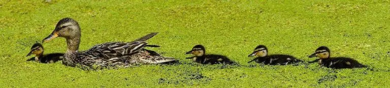 P2P Deep Dive Mr Peerduck